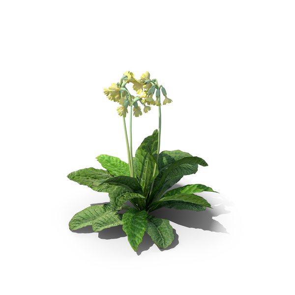 Primrose: Cowslip Primula Veris Set PNG & PSD Images Primrose: Cowslip Primula Veris Set PNG & PSD Images