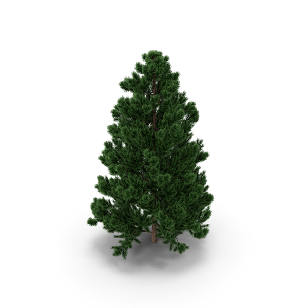 CR01 Christmas Tree Fir 01 PNG & PSD Images CR01 Christmas Tree Fir 01 PNG & PSD Images