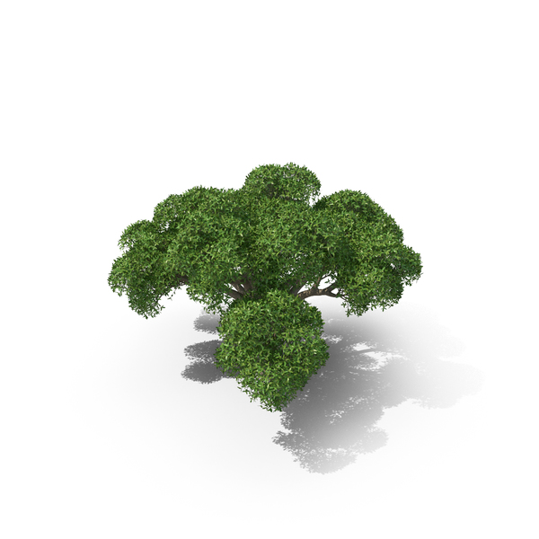 Crack Willow Tree PNG & PSD Images