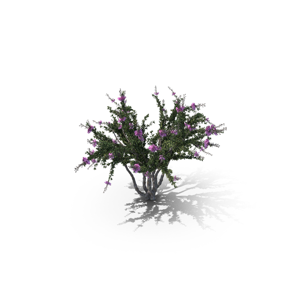 Crape Myrtle Tree PNG & PSD Images Crape Myrtle Tree PNG & PSD Images