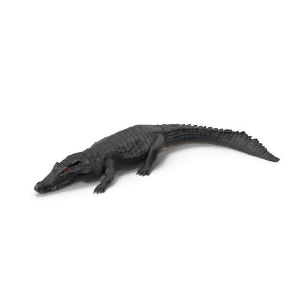 Crawling Black Caiman PNG Images & PSDs for Download | PixelSquid ...