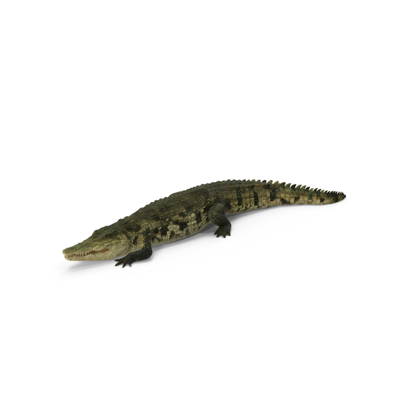Crocodile PNG & PSD Images Crocodile PNG & PSD Images