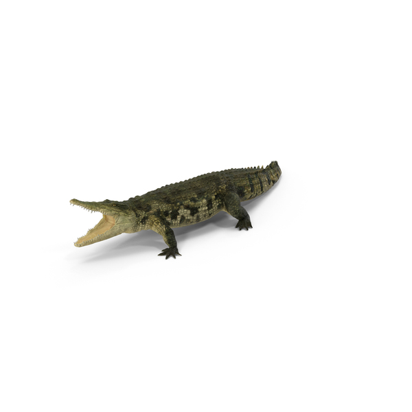 Crocodile PNG & PSD Images Crocodile PNG & PSD Images