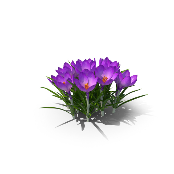 Crocus Flowers PNG & PSD Images Crocus Flowers PNG & PSD Images