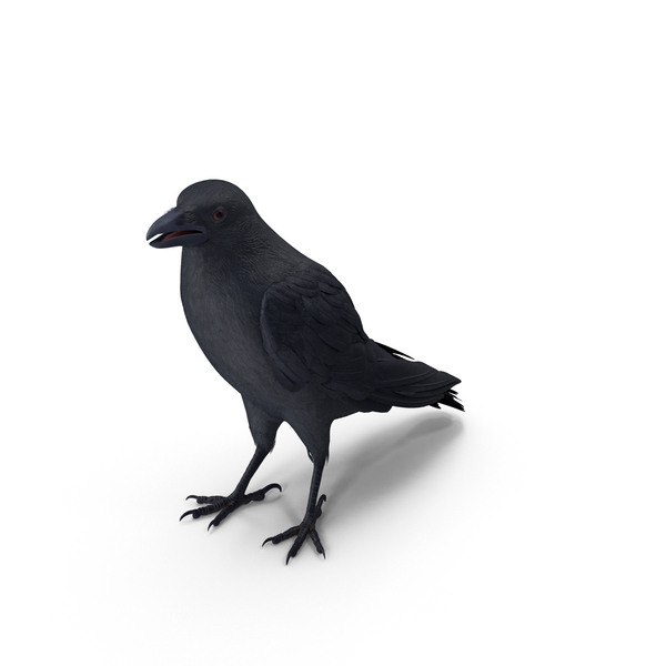 Crow Standing Pose PNG & PSD Images Crow Standing Pose PNG & PSD Images