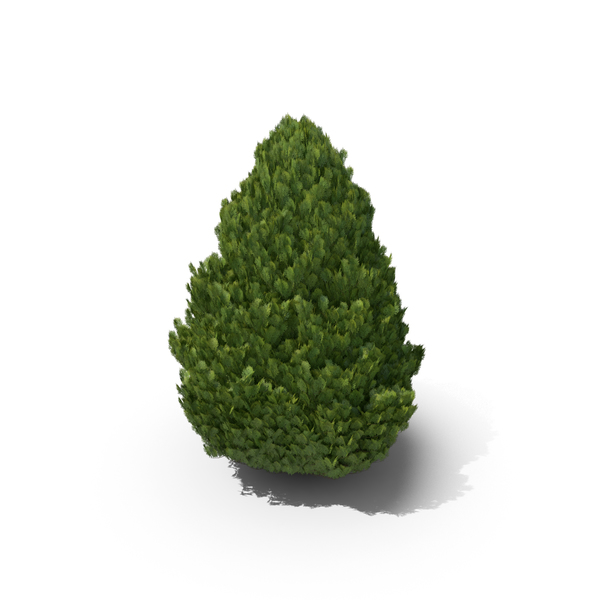 Cupressus PNG Images & PSDs for Download | PixelSquid - S111580154