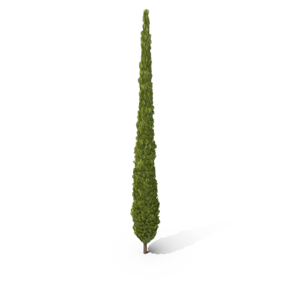 Pine Tree: Cupressus PNG & PSD Images Pine Tree: Cupressus PNG & PSD Images