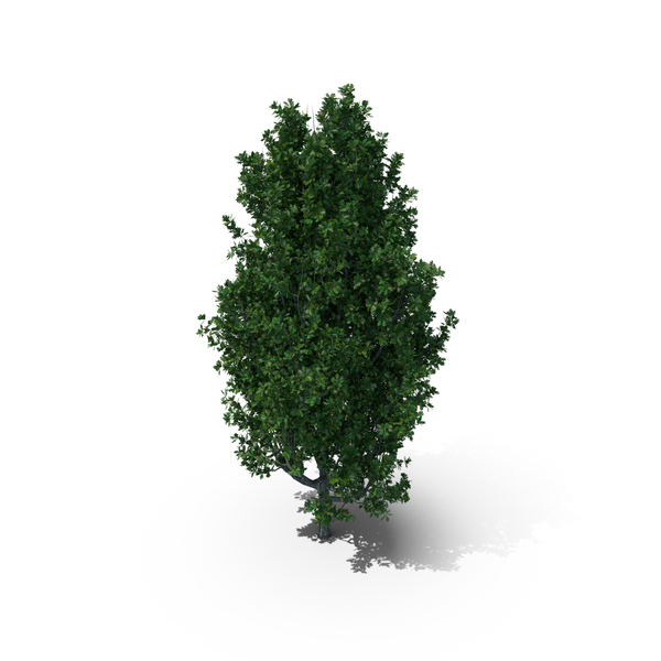Cypress Oak Tree PNG & PSD Images Cypress Oak Tree PNG & PSD Images