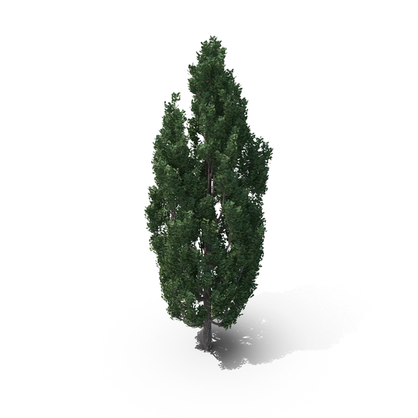 Cypress Tree PNG & PSD Images Cypress Tree PNG & PSD Images