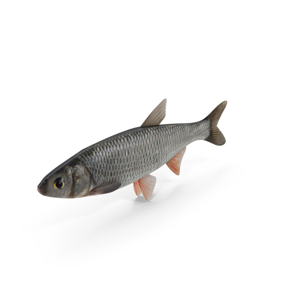 Dace Fish PNG & PSD Images Dace Fish PNG & PSD Images