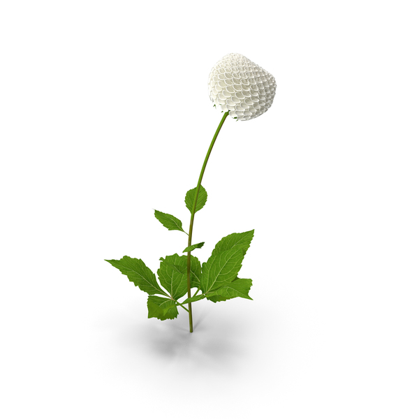 Dahlia Franz Kafka Pompon White PNG & PSD Images Dahlia Franz Kafka Pompon White PNG & PSD Images