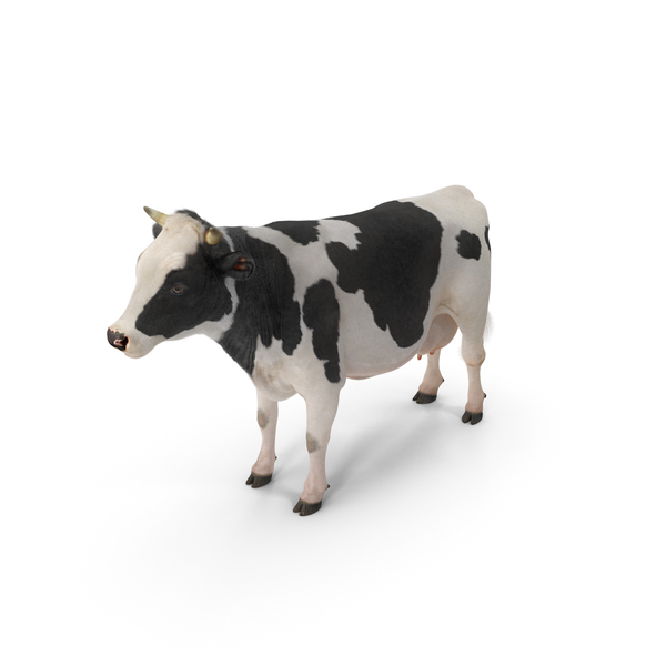 Dairy Cow PNG & PSD Images