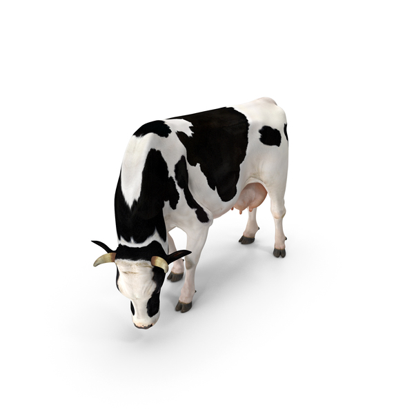 Dairy Cow Eating Pose PNG & PSD Images