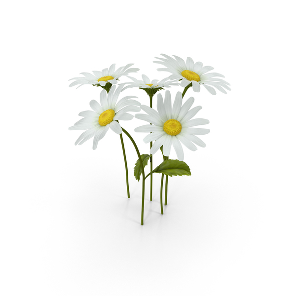 Daisy: Daisies PNG & PSD Images