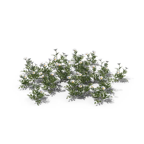 Daisy Plants PNG & PSD Images Daisy Plants PNG & PSD Images