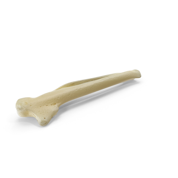 Dalmatian Pelican (Pelecanus Crispus) Metacarpal Bone 01 low PNG & PSD Images Dalmatian Pelican (Pelecanus Crispus) Metacarpal Bone 01 low PNG & PSD Images