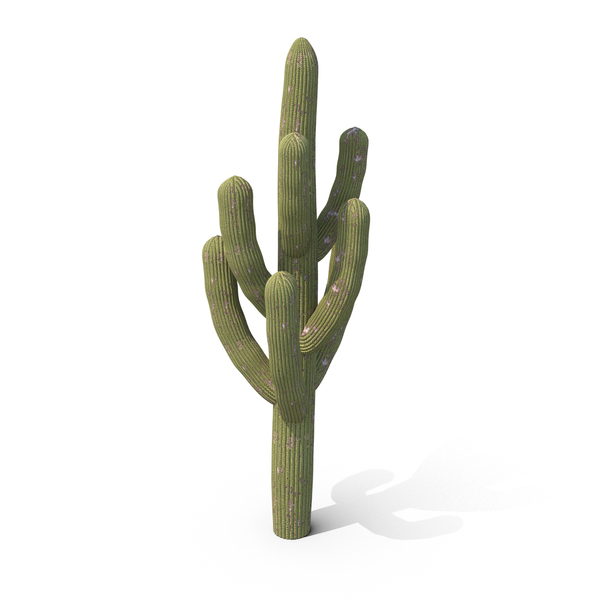 Plants: Damaged Single Cactus PNG & PSD Images Plants: Damaged Single Cactus PNG & PSD Images