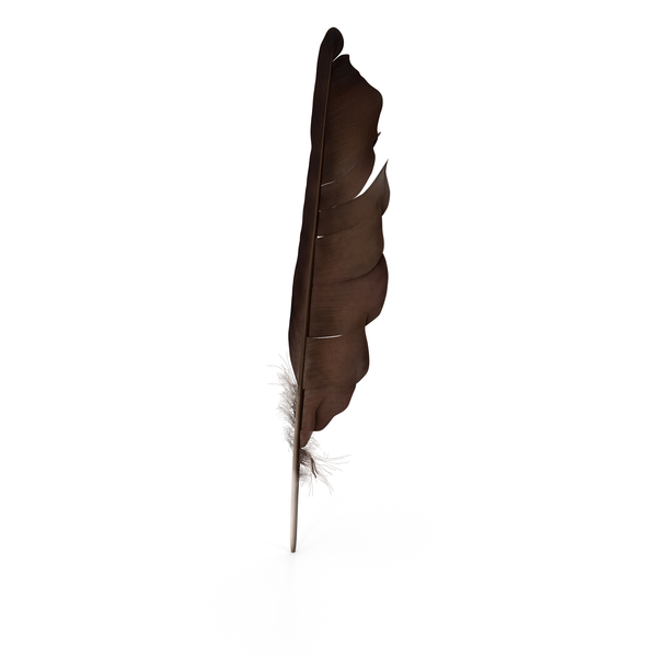 Dark Bird Feather PNG & PSD Images Dark Bird Feather PNG & PSD Images