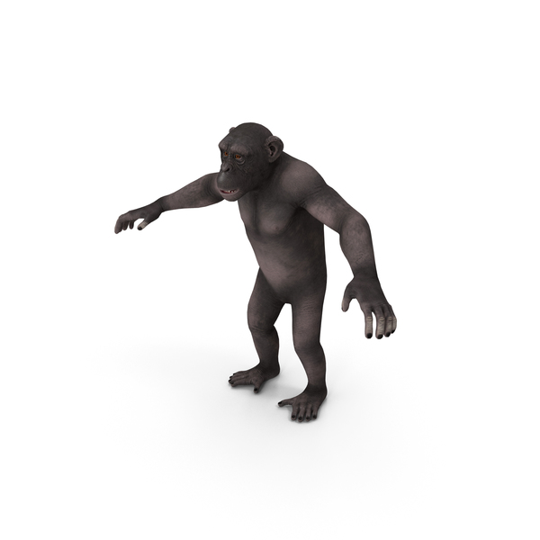 Dark Chimpanzee PNG & PSD Images Dark Chimpanzee PNG & PSD Images
