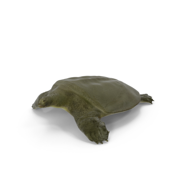 Sea Turtle: Dark Green Pelochelys Cantorii PNG & PSD Images Sea Turtle: Dark Green Pelochelys Cantorii PNG & PSD Images