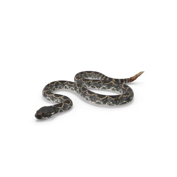 Dark Rattlesnake Crawling Pose PNG & PSD Images