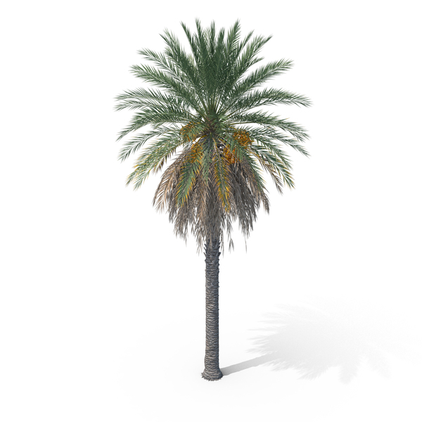 Date Palm Tree PNG & PSD Images Date Palm Tree PNG & PSD Images