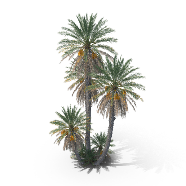Tree: Date Palm Trees PNG & PSD Images Tree: Date Palm Trees PNG & PSD Images