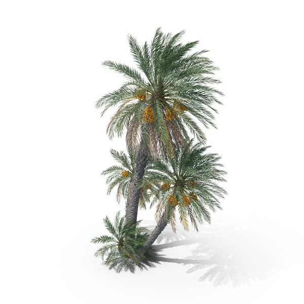 Tree: Date Palm Trees PNG & PSD Images