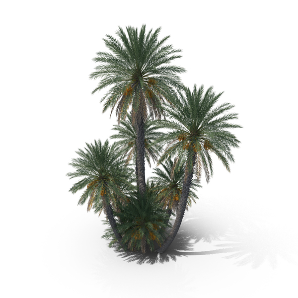 Tree: Date Palm Trees PNG & PSD Images Tree: Date Palm Trees PNG & PSD Images