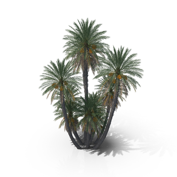Tree: Date Palm Trees PNG & PSD Images Tree: Date Palm Trees PNG & PSD Images