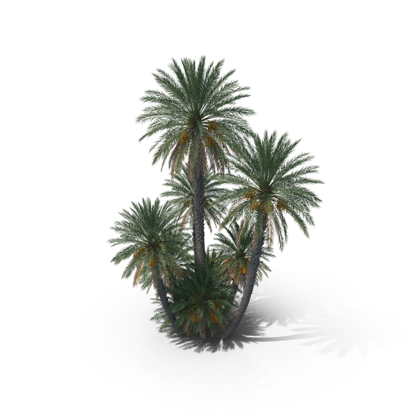 Tree: Date Palm Trees PNG & PSD Images