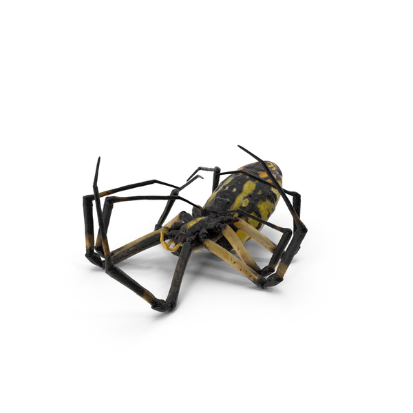 Dead Corn Spider with Fur PNG & PSD Images Dead Corn Spider with Fur PNG & PSD Images