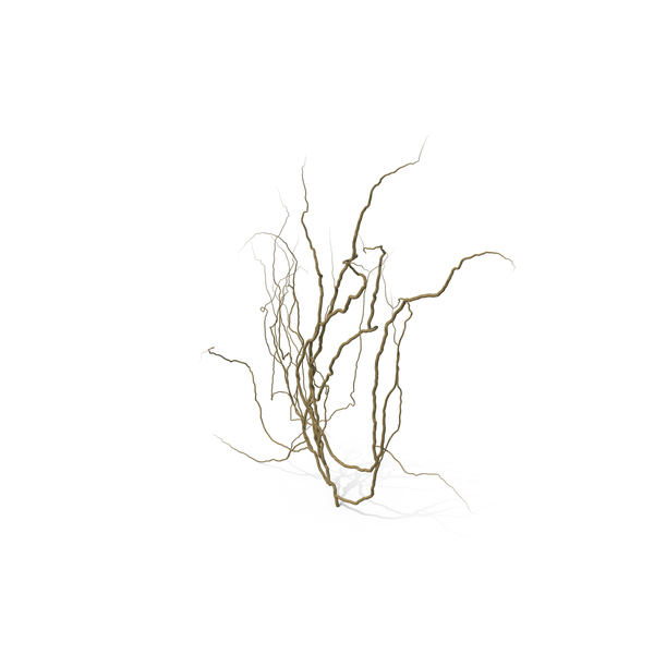 Dead Ivy PNG & PSD Images
