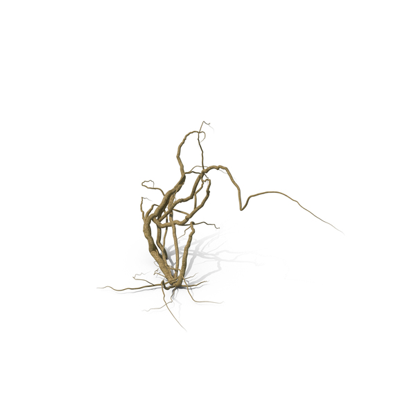 Dead Ivy PNG & PSD Images Dead Ivy PNG & PSD Images