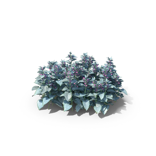 Bush: Dead Nettles Lamium PNG & PSD Images Bush: Dead Nettles Lamium PNG & PSD Images