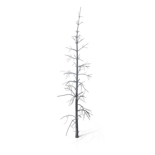 Dead Pine Tree PNG & PSD Images Dead Pine Tree PNG & PSD Images