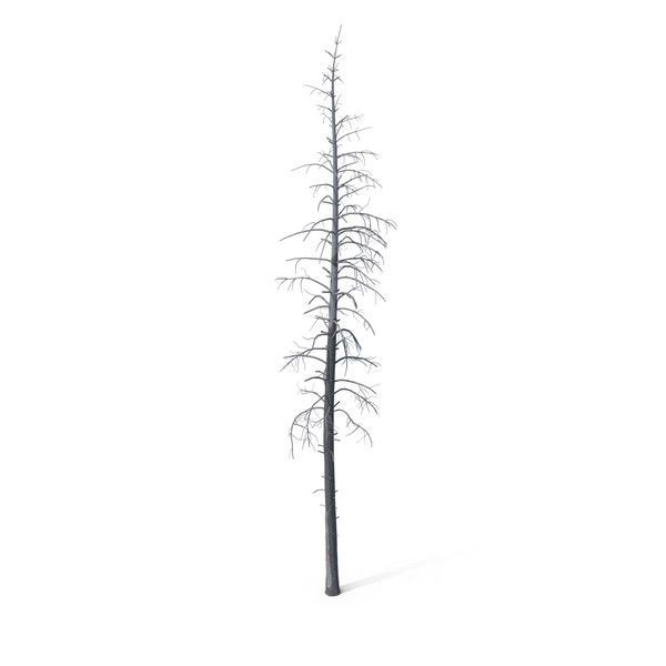 Dead Pine Tree PNG & PSD Images Dead Pine Tree PNG & PSD Images