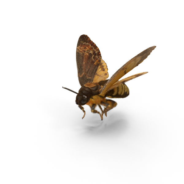 Deaths Head Hawkmoth PNG & PSD Images