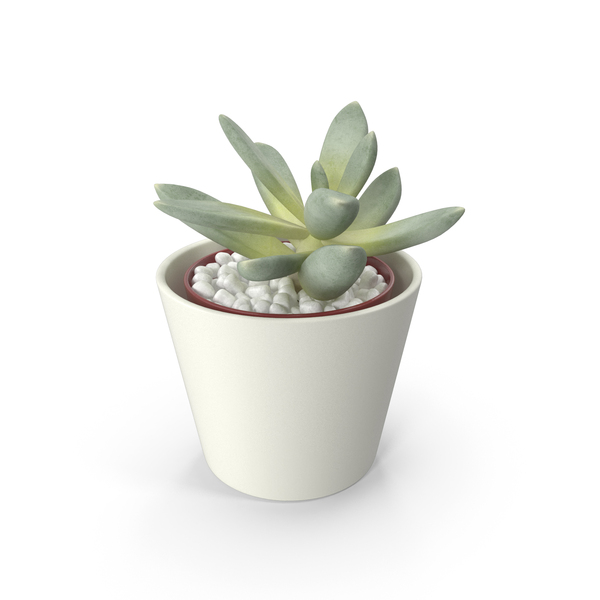 Planter: Decorative Indoor Plant PNG & PSD Images Planter: Decorative Indoor Plant PNG & PSD Images
