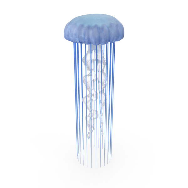Deep Blue Jellyfish PNG & PSD Images Deep Blue Jellyfish PNG & PSD Images