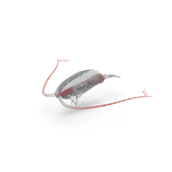 Creatures: Deep Sea Copepod PNG & PSD Images Creatures: Deep Sea Copepod PNG & PSD Images