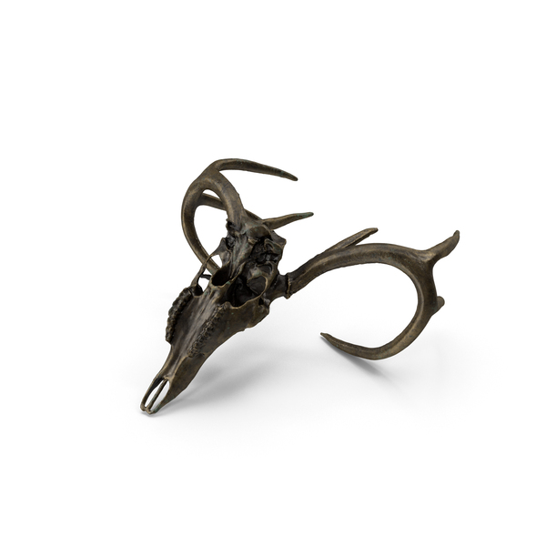 Deer Skull Old Bronze Posed PNG & PSD Images Deer Skull Old Bronze Posed PNG & PSD Images