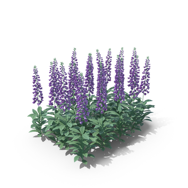 Digitalis Violet PNG Images & PSDs for Download | PixelSquid - S111826310