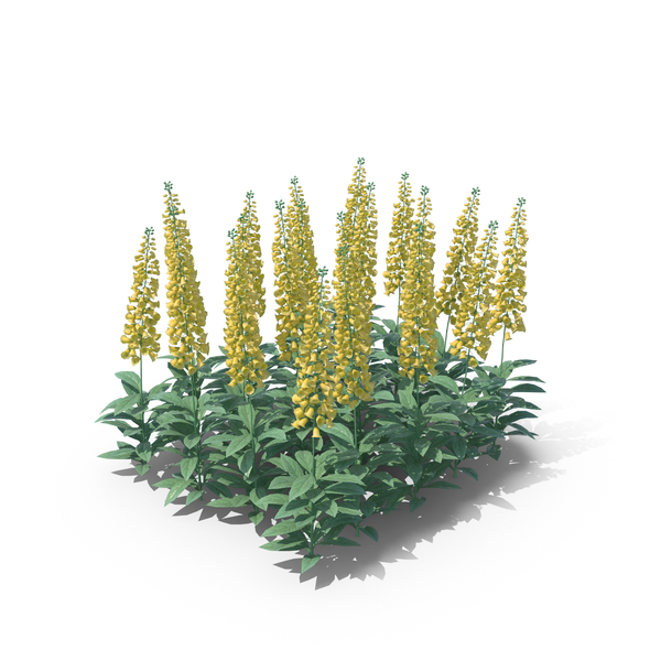 Foxglove: Digitalis Yellow PNG & PSD Images Foxglove: Digitalis Yellow PNG & PSD Images