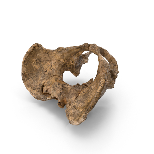 Male Skeleton: Dirty Pelvis PNG & PSD Images Male Skeleton: Dirty Pelvis PNG & PSD Images
