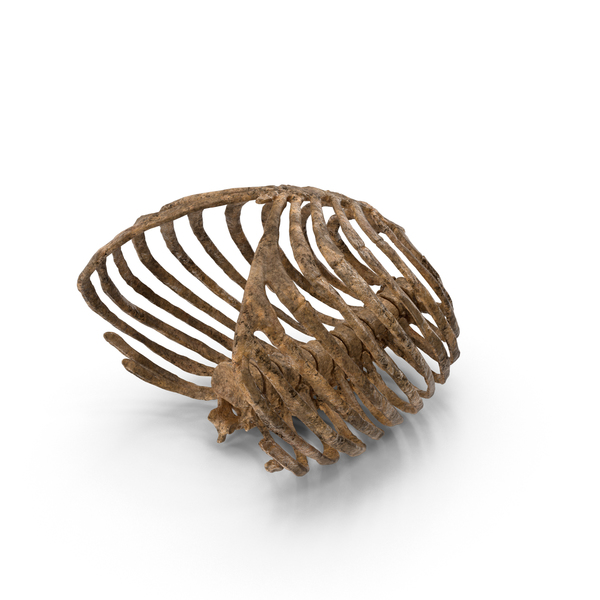 Male Skeleton: Dirty Ribcage PNG & PSD Images Male Skeleton: Dirty Ribcage PNG & PSD Images