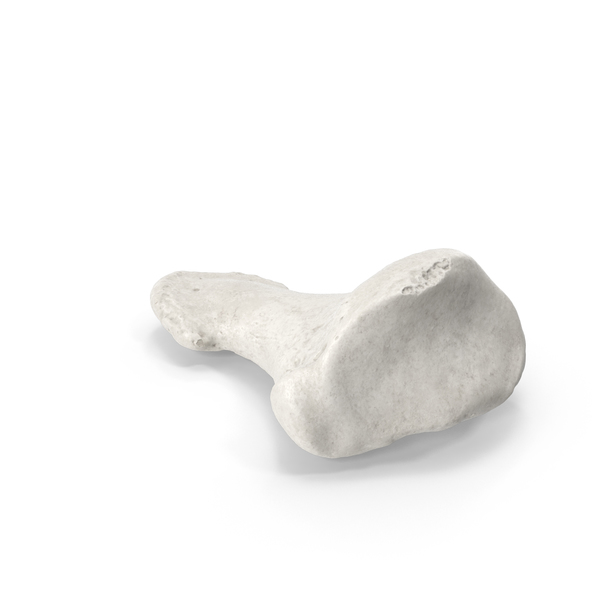 Skeletal Foot: Distal Phalanx Bone of Big Toe White PNG & PSD Images Skeletal Foot: Distal Phalanx Bone of Big Toe White PNG & PSD Images