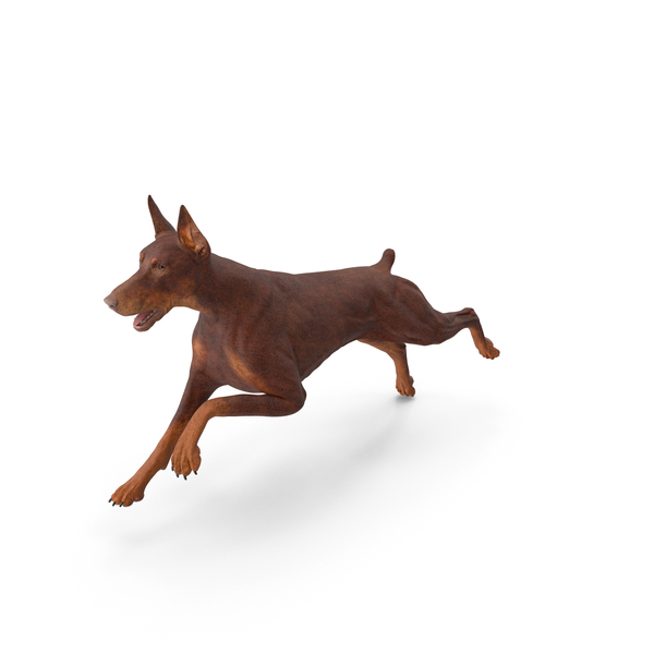 Doberman Dog Brown Running PNG & PSD Images