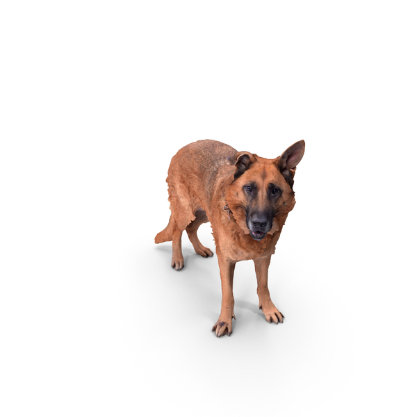 German Shepherd: Dog Posed PNG & PSD Images German Shepherd: Dog Posed PNG & PSD Images