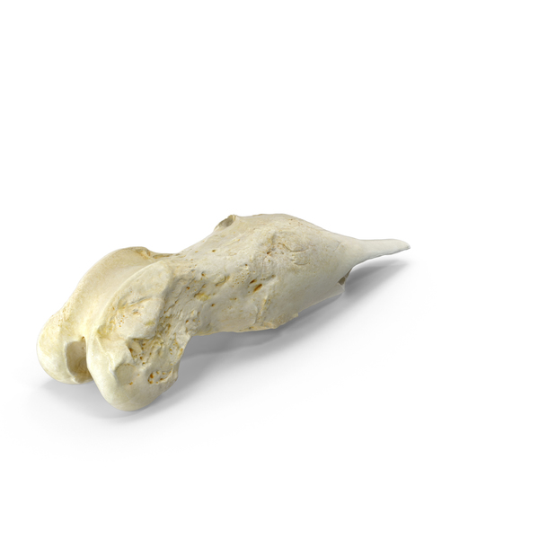 Animal Skeleton: Dog Thigh Bone Femur Fractured PNG & PSD Images Animal Skeleton: Dog Thigh Bone Femur Fractured PNG & PSD Images